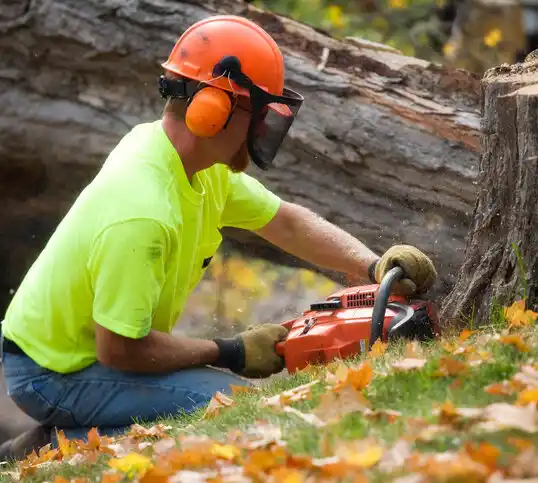 tree services Spruce Pine